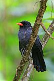 Black-fronted Nunbird